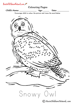 polar animals coloring pages Snowy Owl Coloring Pages