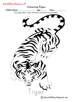 Colouring Tiger Pages