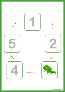 Lifecycle Frog Cut And Paste 3, cut and paste frog sequencing