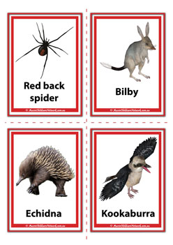 Spider, Bilby, Echidna, Kookaburra australian animal flashcards