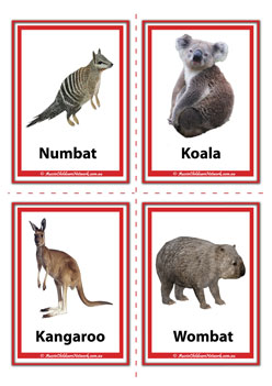 Numbat, Koala, Kangaroo, Wombat australian animal flashcards