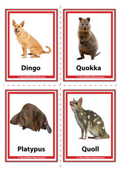 Dingo, Quokka, Platypus, Quoll australian animal flashcards