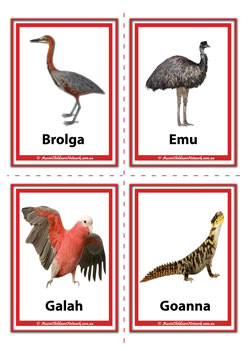 Brolga, Emu, Galah, Goanna australian animal flashcards
