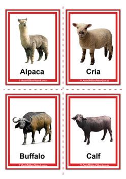 farm animal adult and baby alpaca cria buffalo calf flashcards for learning children