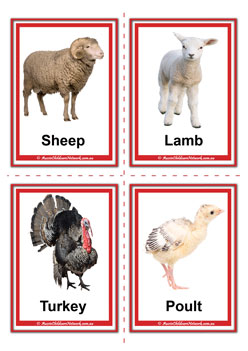 farm animal adult and baby sheep lamb turkey poultflashcards for learning children