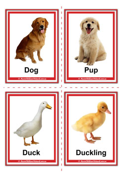 farm animal adult and baby dog pup duck duckling flashcards for learning children