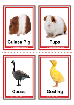 farm animal adult and baby guniea pig pups goose gosling flashcards for learning children