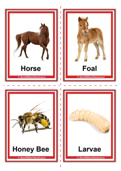 farm animal adult and baby horse foal honeu bee larvae flashcards for learning children