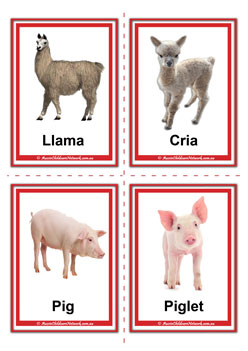 farm animal adult and baby llama cria pig piglet flashcards for learning children