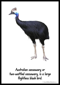 Australian Animal Posters Southerncassowary