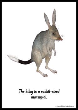 Australian Animal Posters Bilby