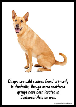 Australian Animal Posters Dingo