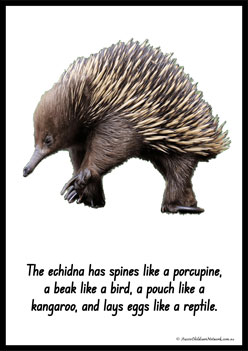 Australian Animal Posters Echidna