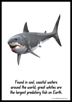 Australian Animal Posters Greatwhitesharks