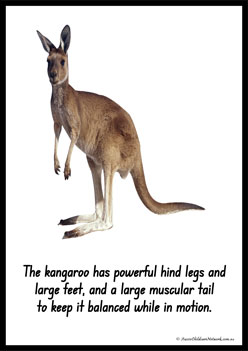 Australian Animal Information Posters - Aussie Childcare Network