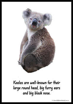 Australian Animal Posters Koala