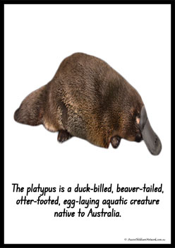 Australian Animal Posters Platypus