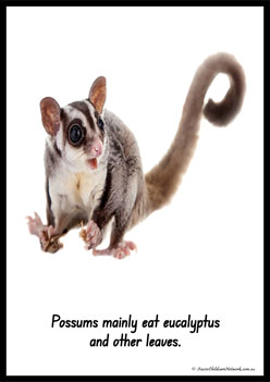Australian Animal Posters Possum
