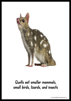 Australian Animal Posters Quoll