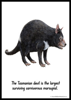 Australian Animal Posters Tasmaniandevil