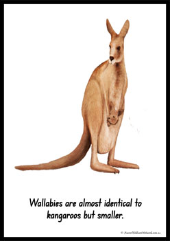 Australian Animal Posters Wallaby