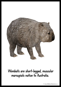 Australian Animal Posters Wombat
