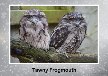 Aussie Birds Posters 1, tawny frogmouth
