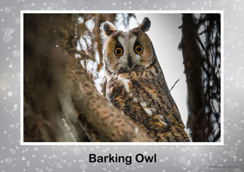 Aussie Birds Posters 2, barking owl