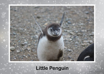 Aussie Birds Posters 3, little penguin