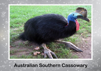 Aussie Birds Posters 4, australian southern cassowary