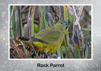 Aussie Birds Posters 5, rock parrot
