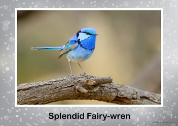 Aussie Birds Posters 8, splendid fairywren