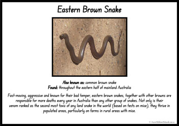 Australian Snakes Information Posters 1