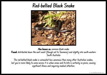 Australian Snakes Information Posters 10