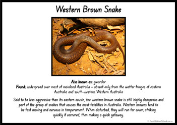 Australian Snakes Information Posters 2