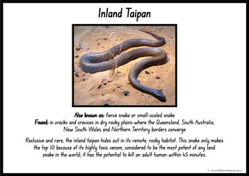 Australian Snakes Information Posters 4