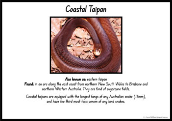 Australian Snakes Information Posters 5