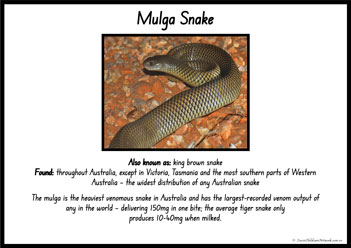Australian Snakes Information Posters 6