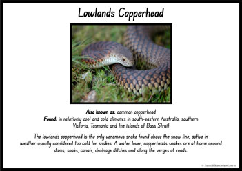 Australian Snakes Information Posters 7