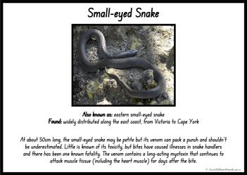 Australian Snakes Information Posters 8