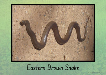 Australian Snakes Posters 1