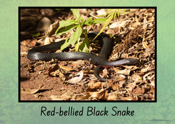Australian Snakes Posters 10
