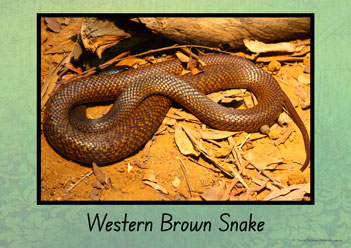 Australian Snakes Posters 2