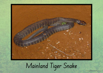 Australian Snakes Posters 3