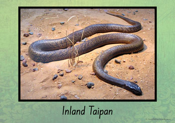 Australian Snakes Posters 4