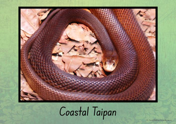 Australian Snakes Posters 5
