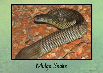 Australian Snakes Posters 6