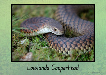 Australian Snakes Posters 7