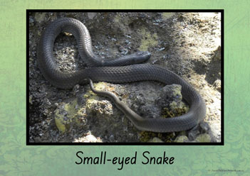 Australian Snakes Posters 8