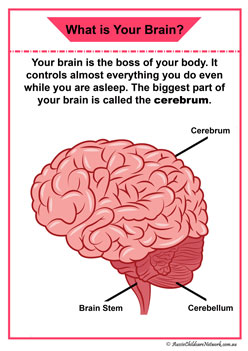 brain organ information posters organ children diagram display